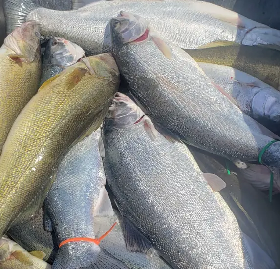 cooler filled with lake erie fish catch